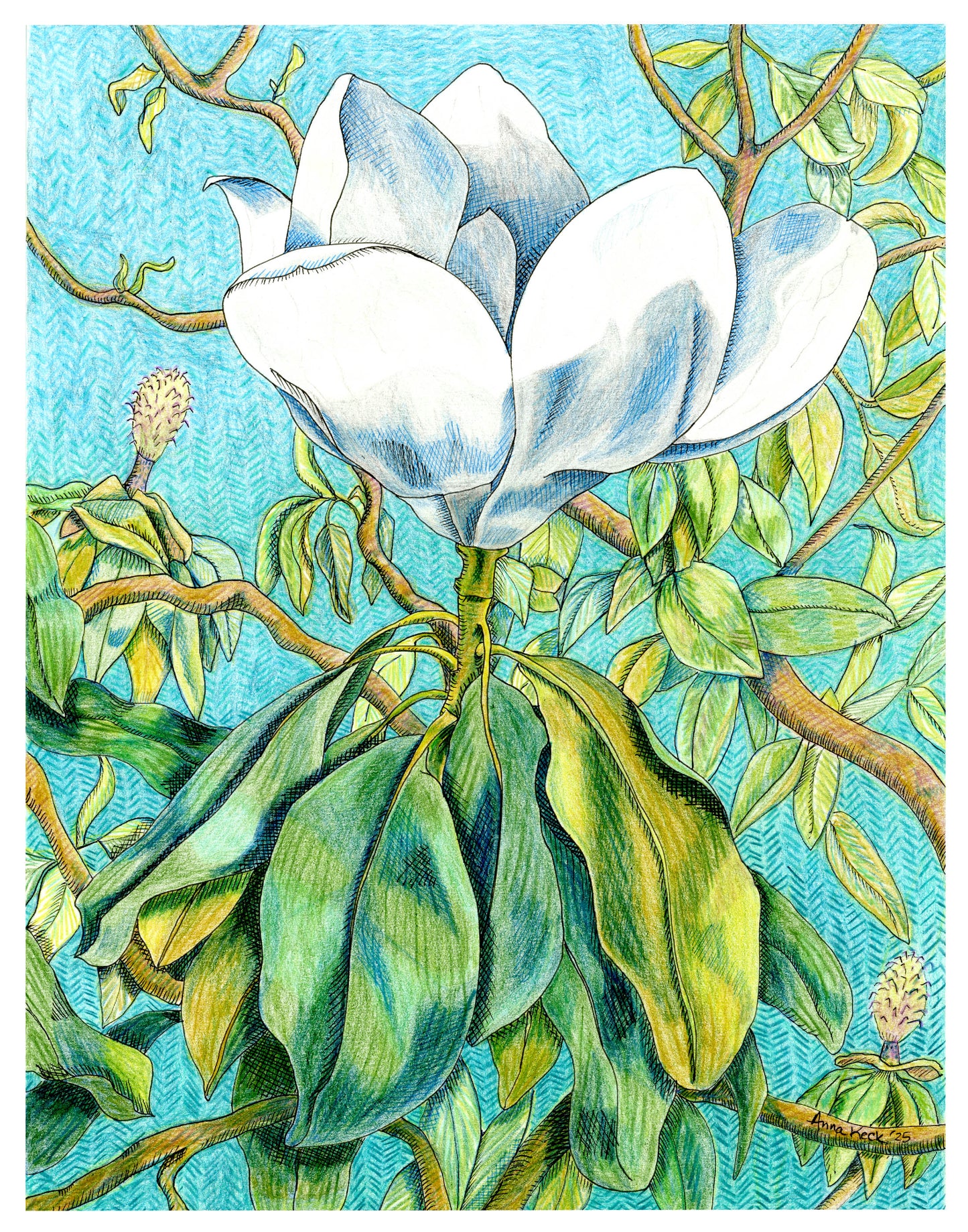 Southern Magnolia Blossom - Art Print