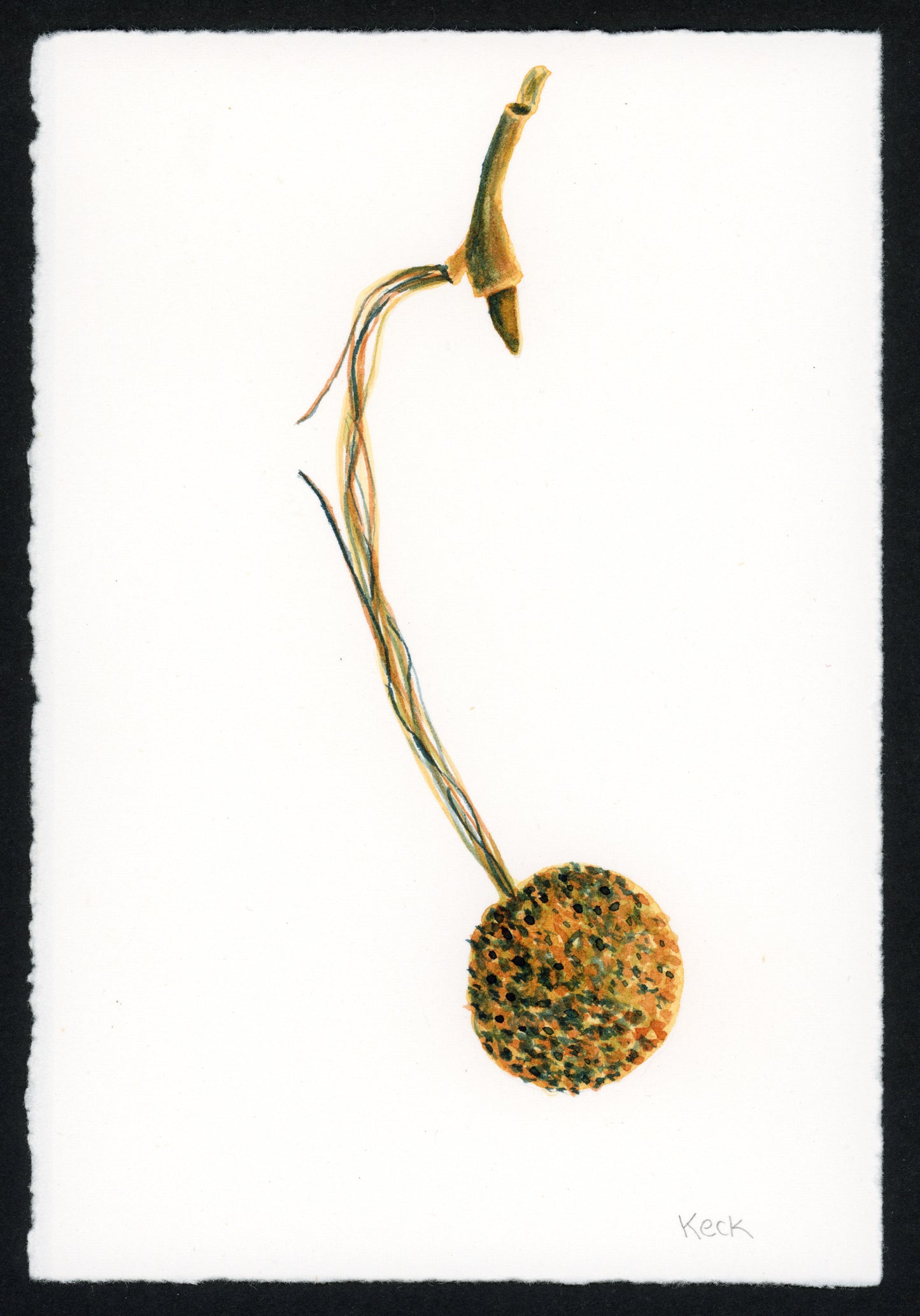 Sycamore Pod #1 (Approx. 5"x7" original art)