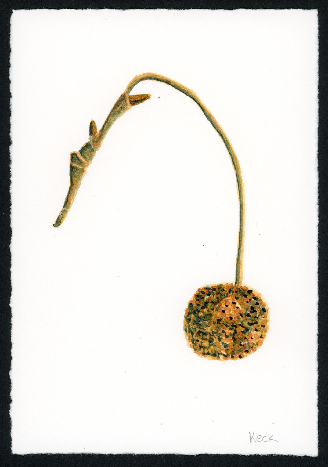 Sycamore Pod #2 (Approx. 5"x7" original art)