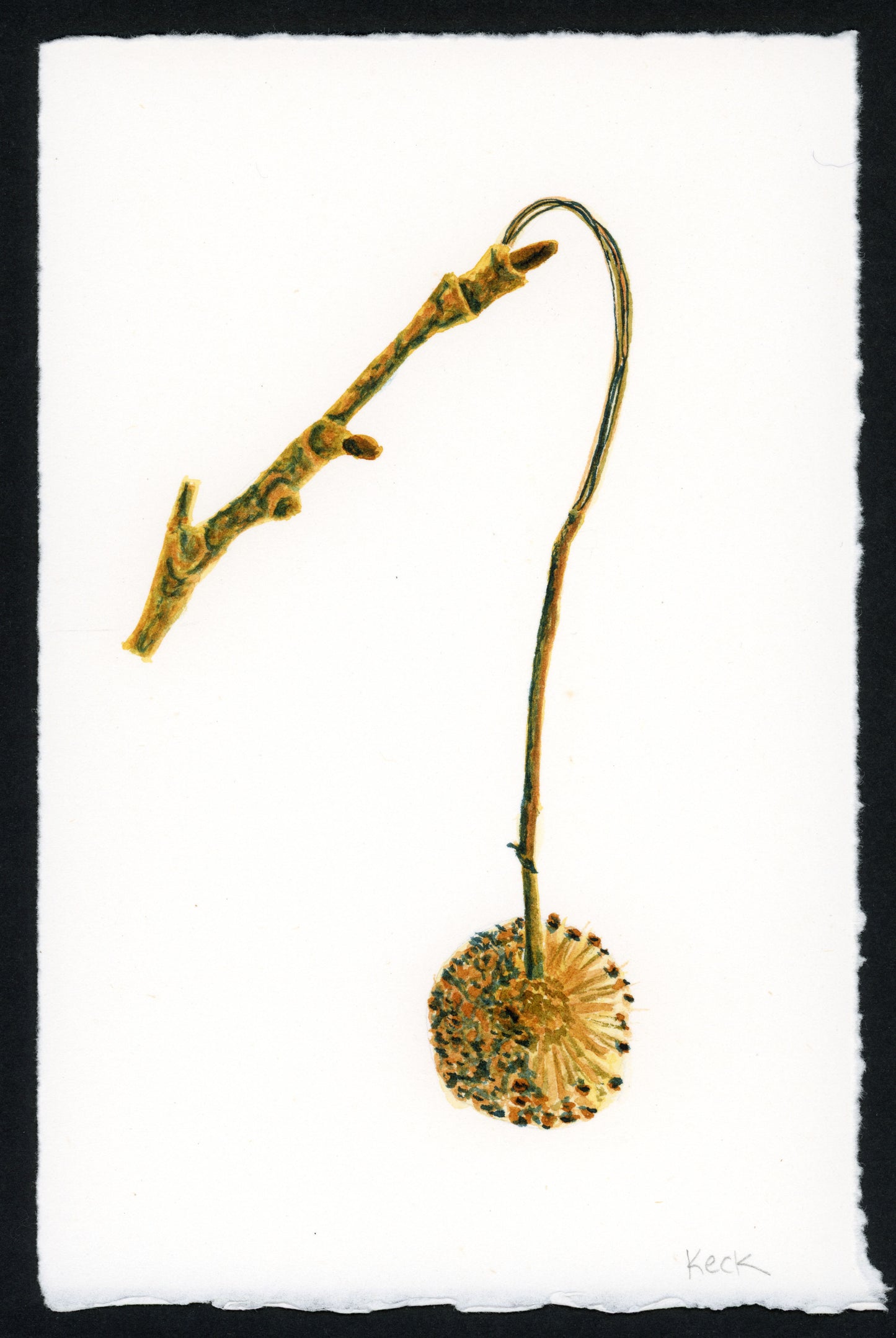 Sycamore Pod #3 (Approx. 5"x7" original art)
