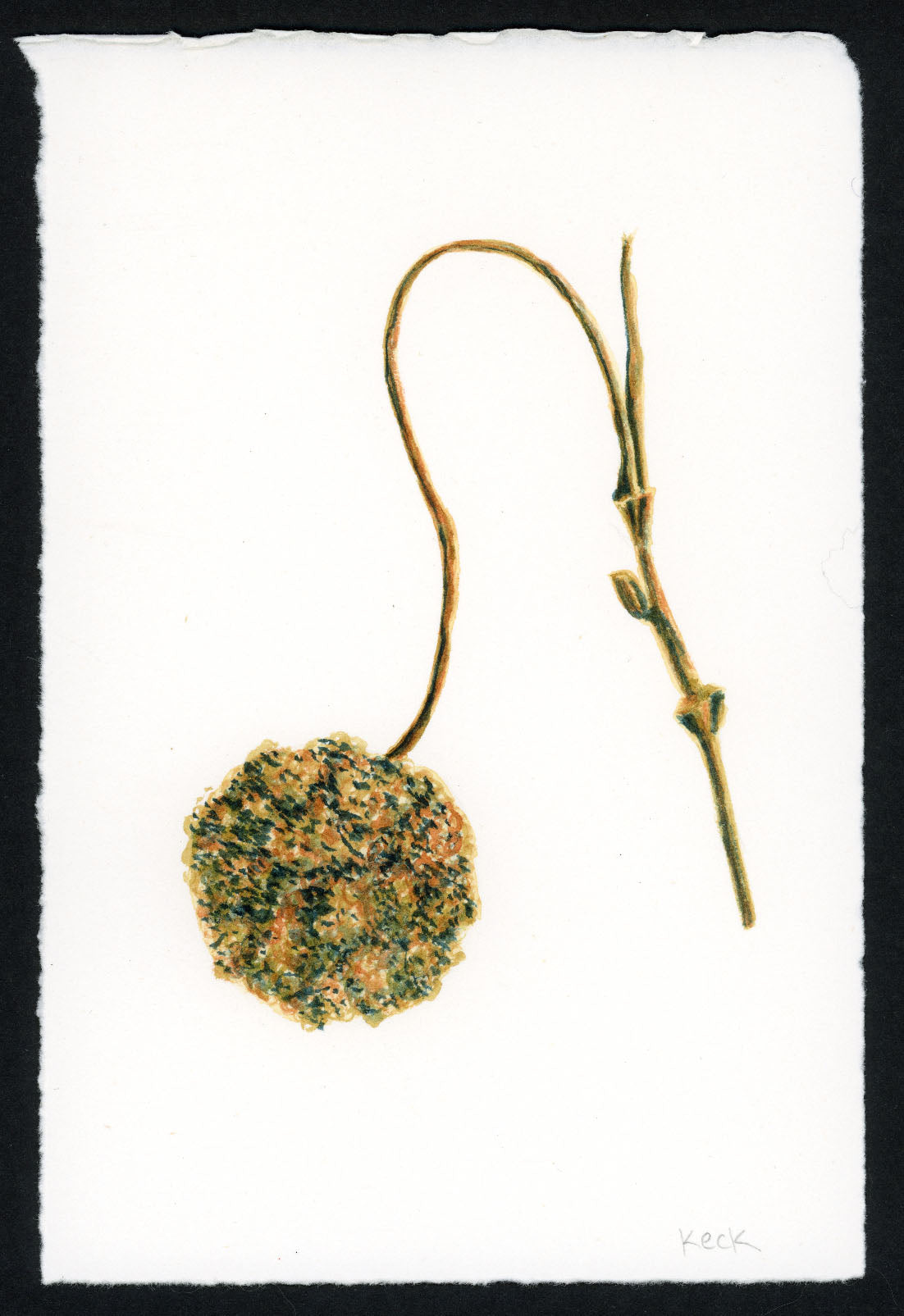 Sycamore Pod #4 (Approx. 5"x7" original art)