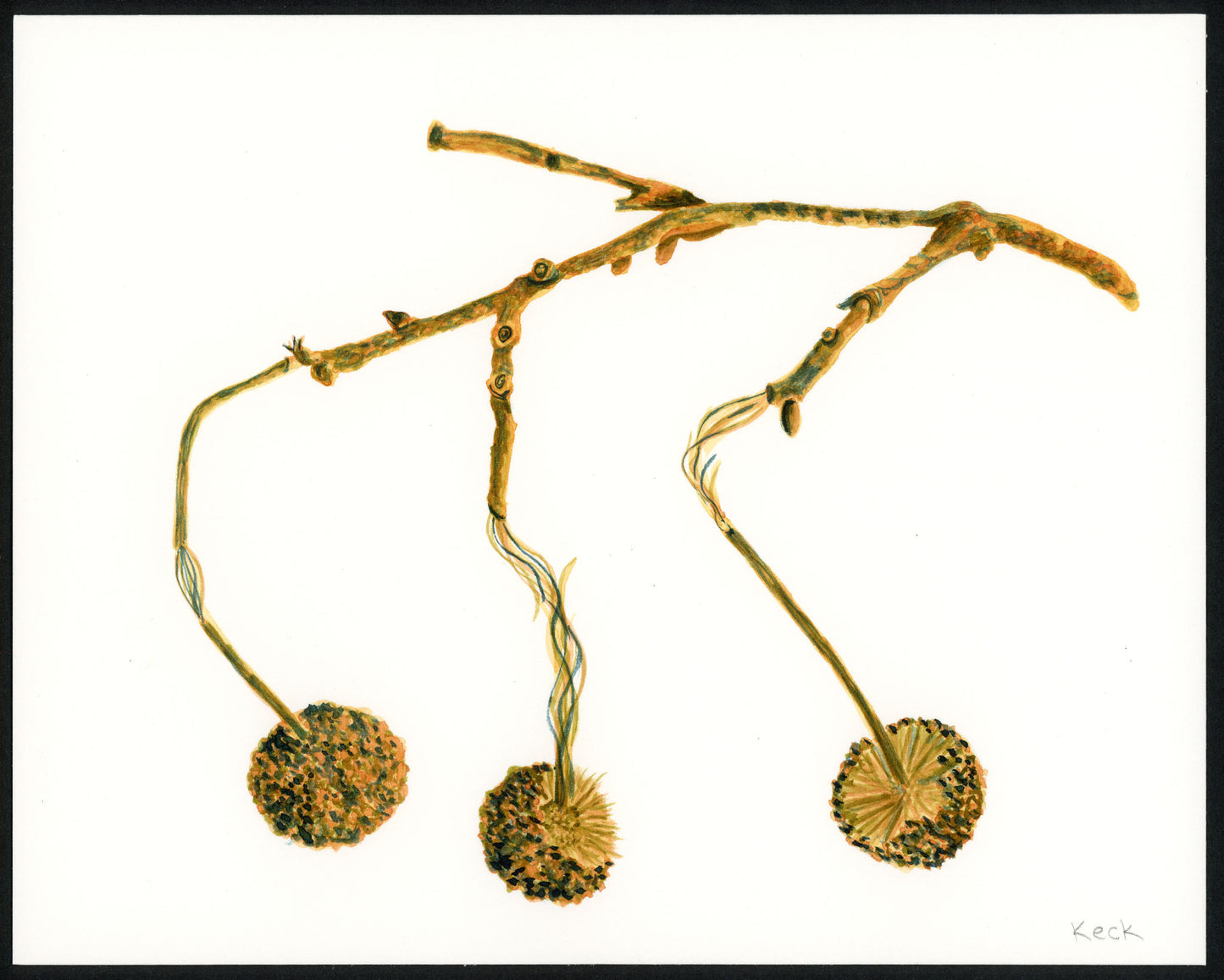 Sycamore Pod #6 (10"x8" original art)