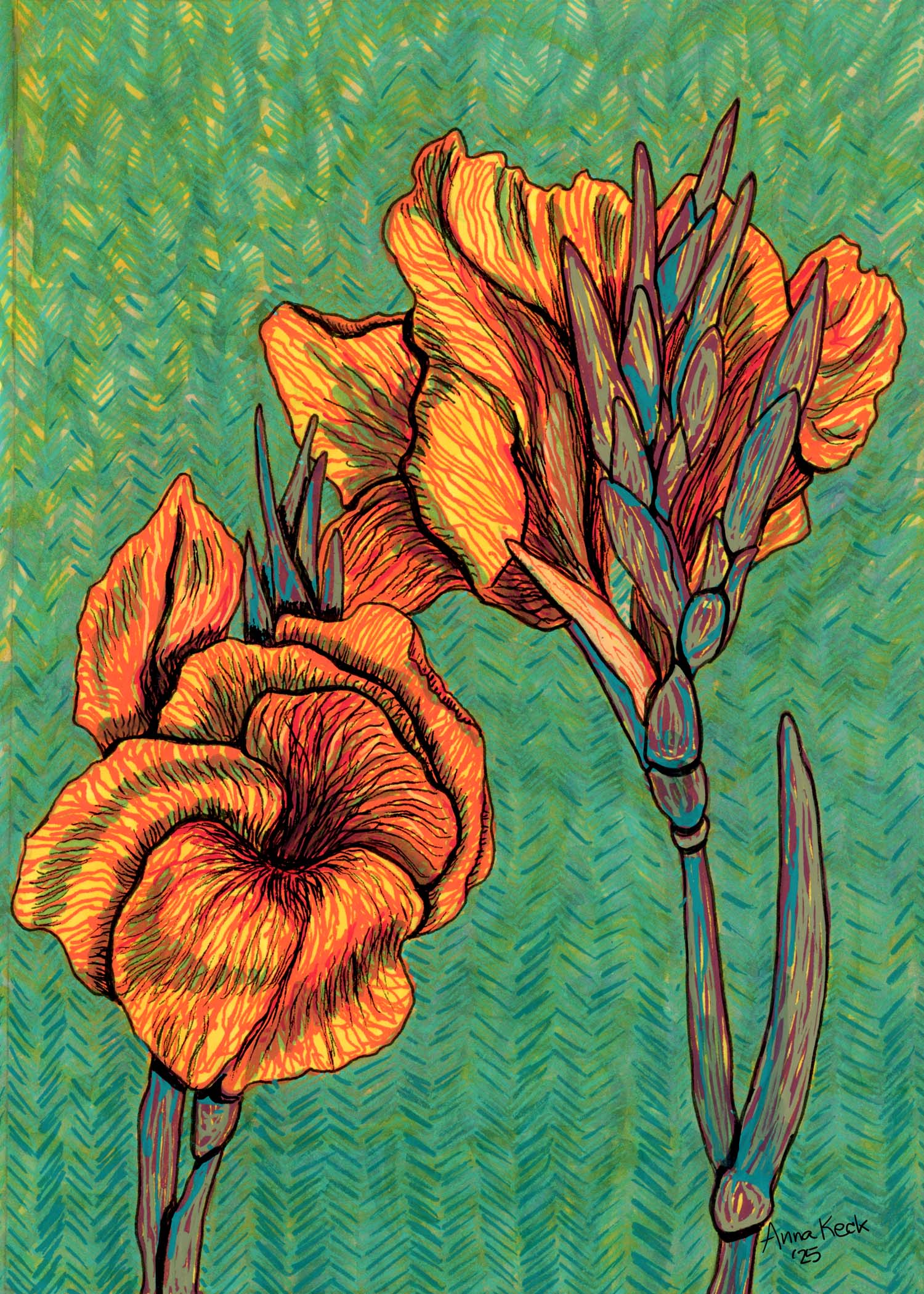 Canna Lily - Garden Path Collection – Keck Studio