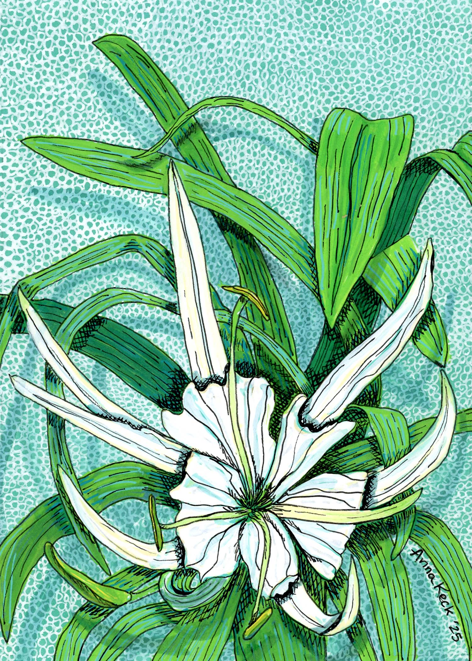spider lily art Beach Spider Lily