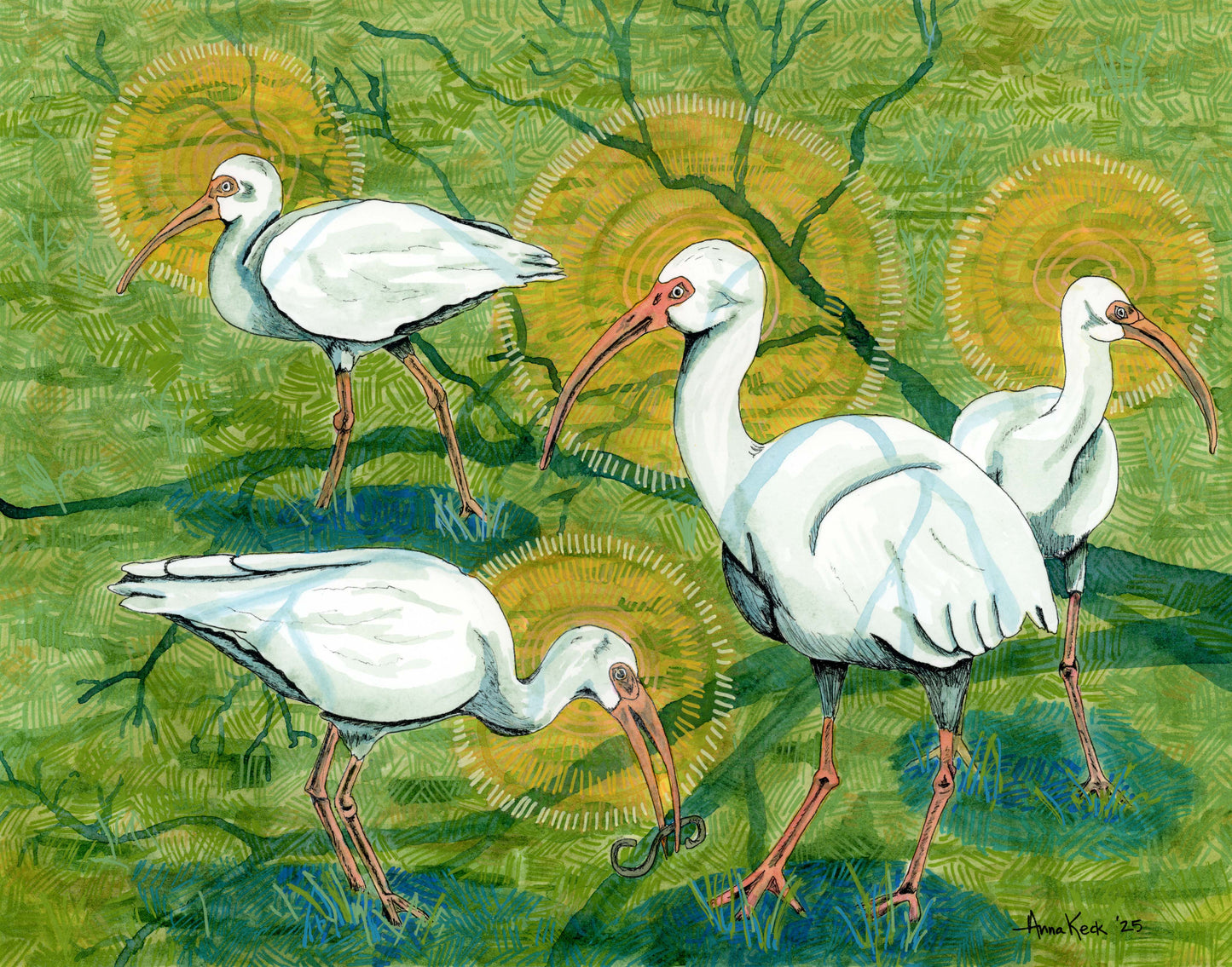 White Ibis Flock Together
