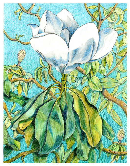 Southern Magnolia Blossom - Art Print