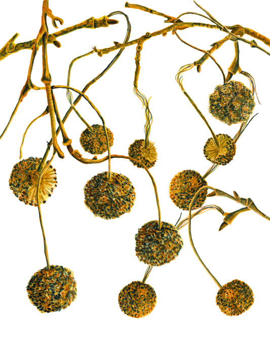 Sycamore Pods - (Print)