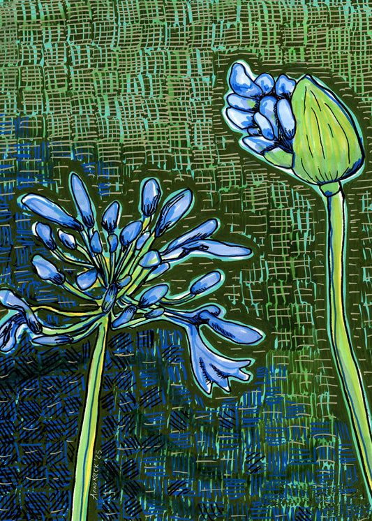 African Lily - Garden Path Collection