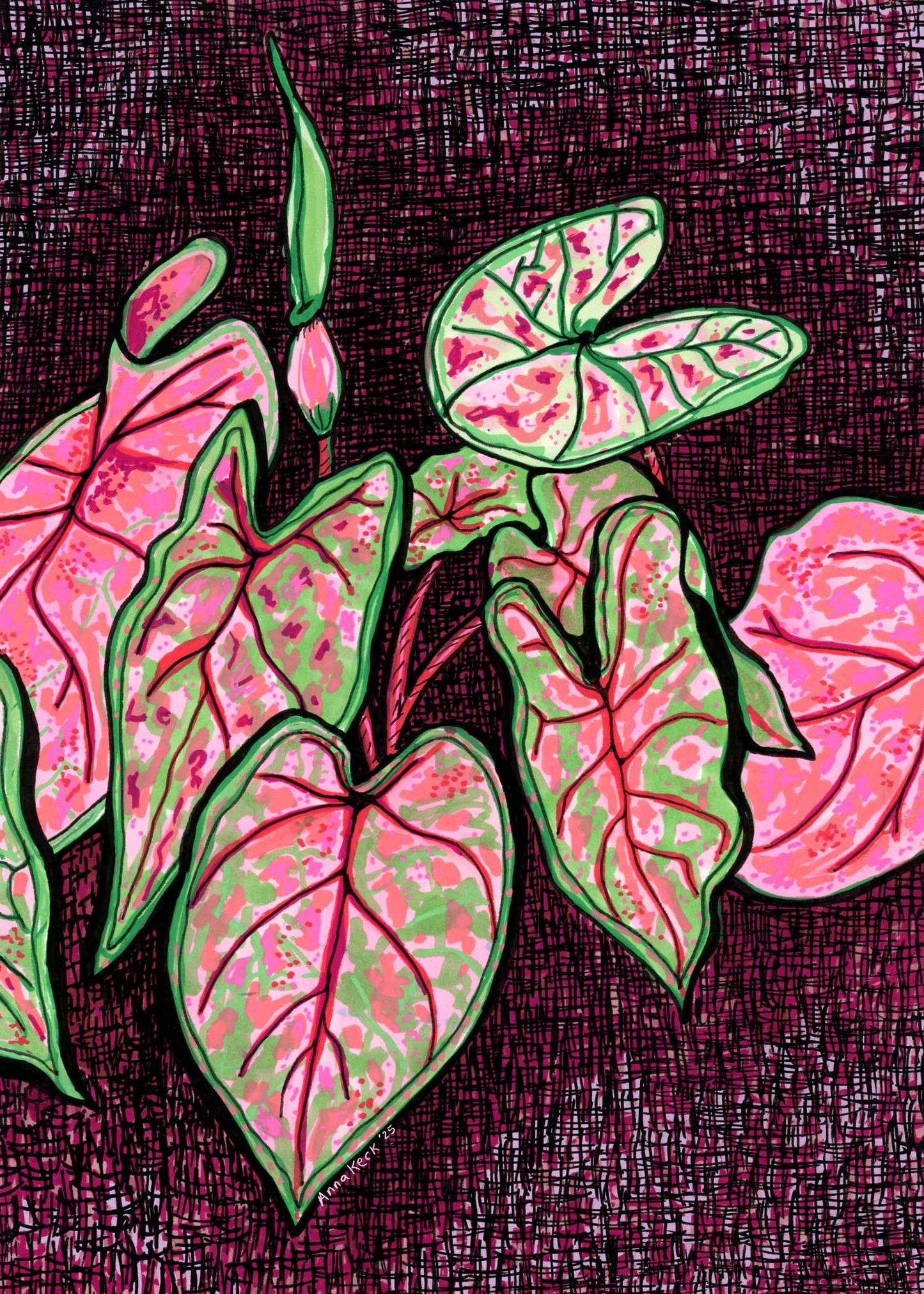 Caladium - Garden Path Collection