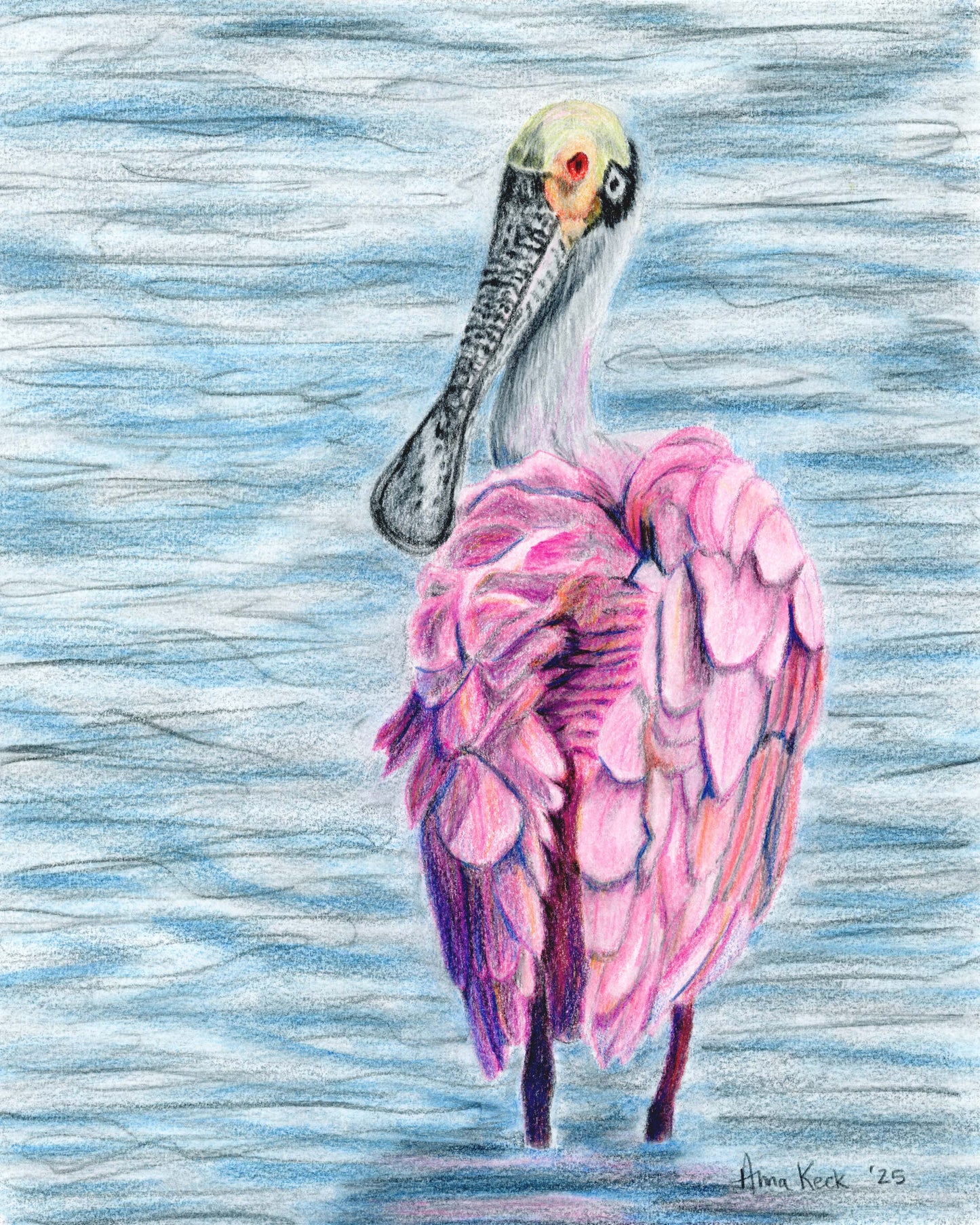 Roseate Spoonbill in color pencils - Art Print