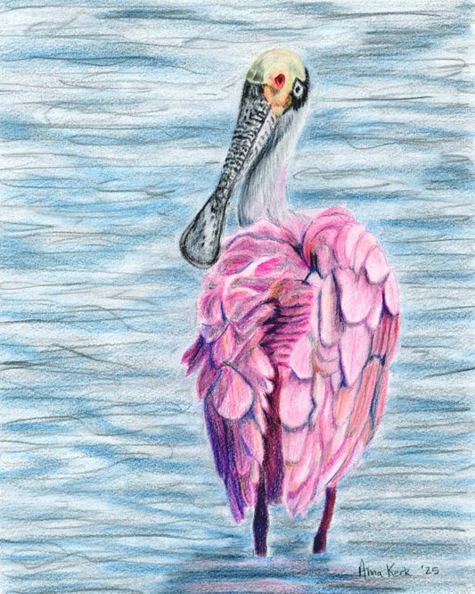 Roseate Spoonbill in color pencils - Art Print