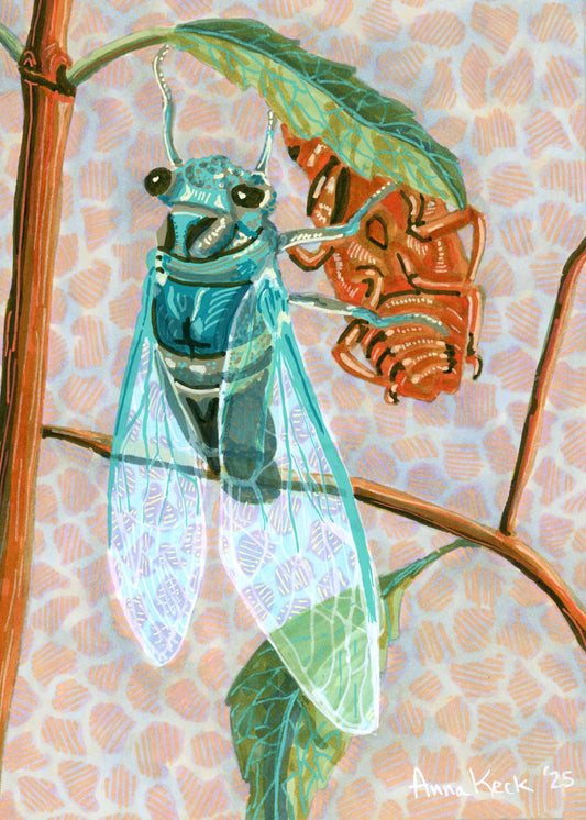 Cicada and His Exoskeleton