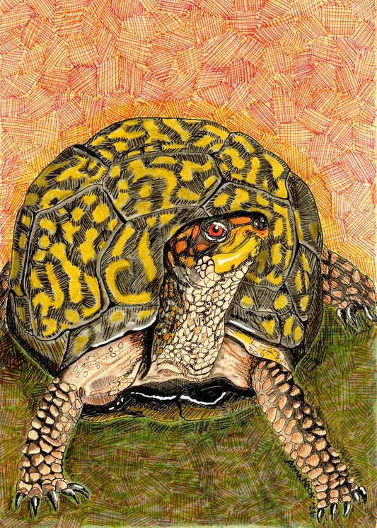 Box Turtle